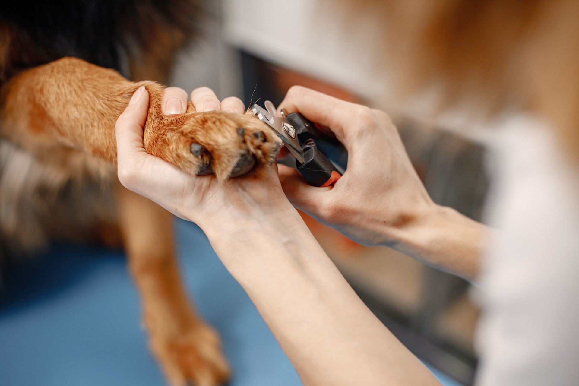 Nail Trimming in West New York