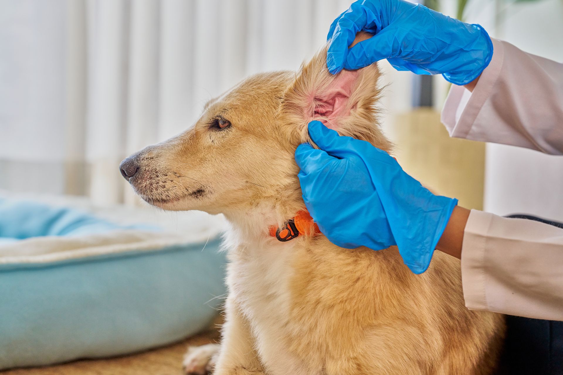 Ear Cleaning West New York