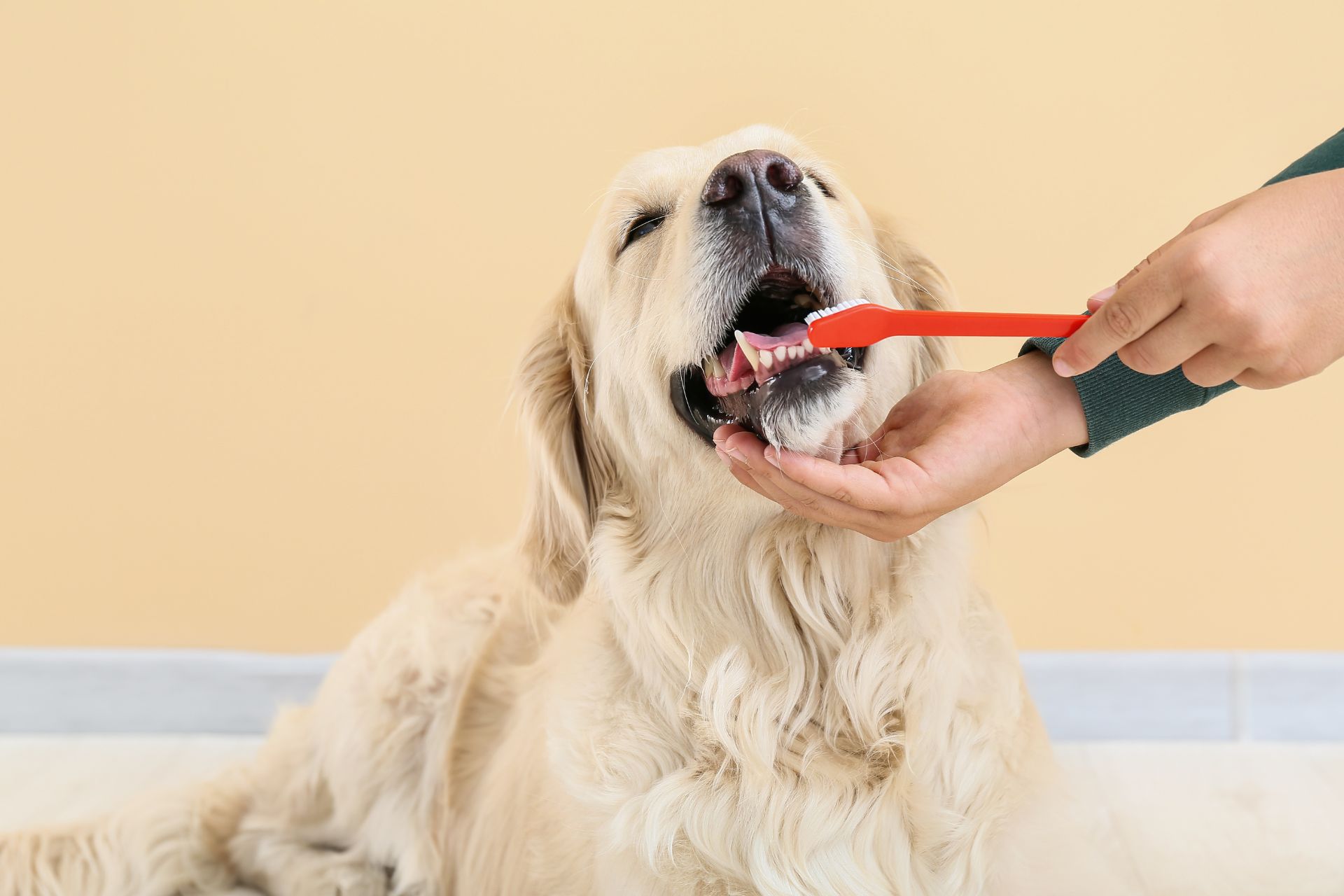 Teeth Brushing West New York