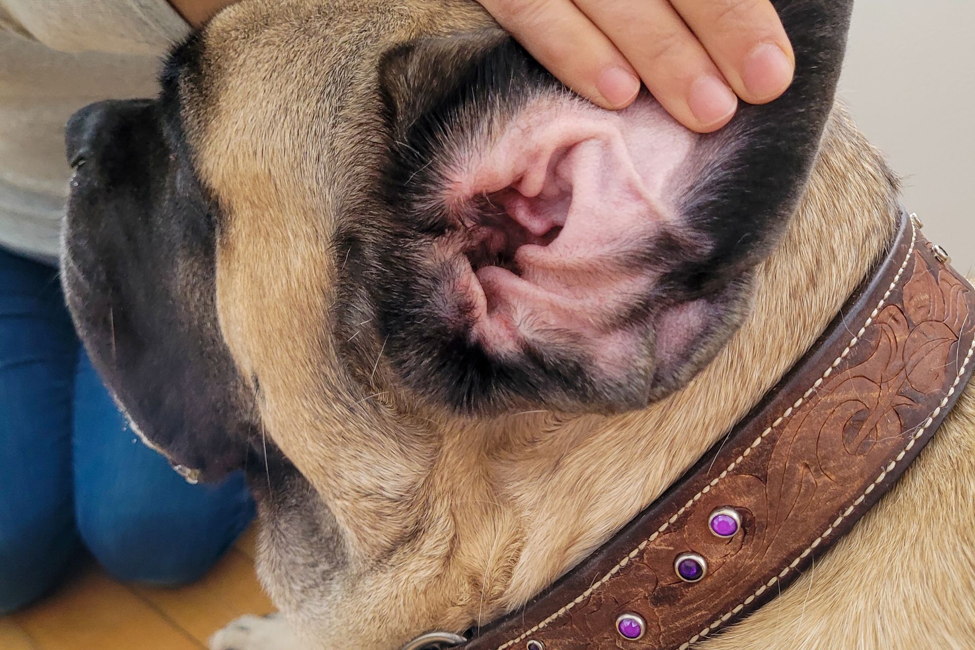 Ear Cleaning in West New York