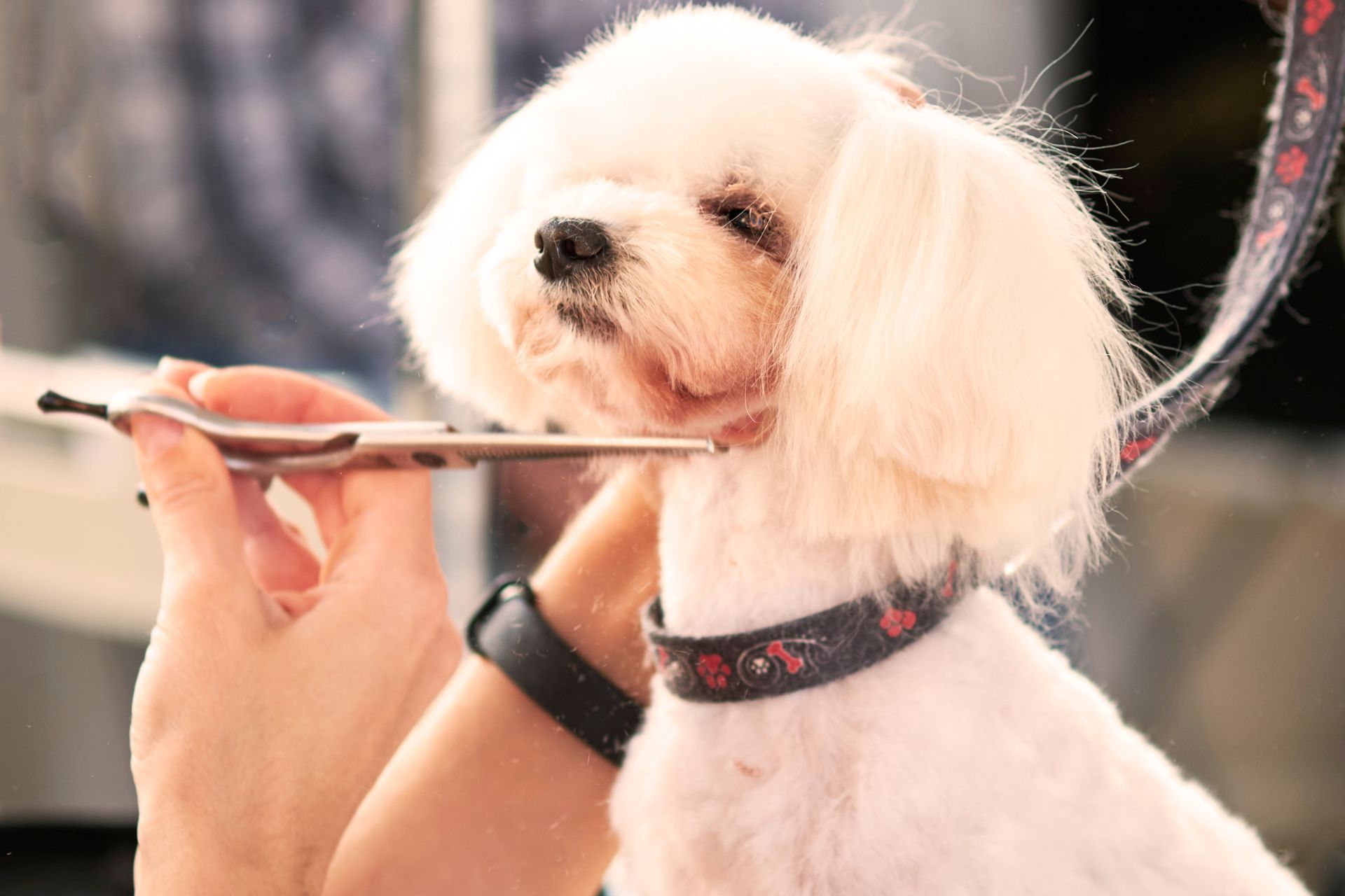 Dog Grooming in West New York