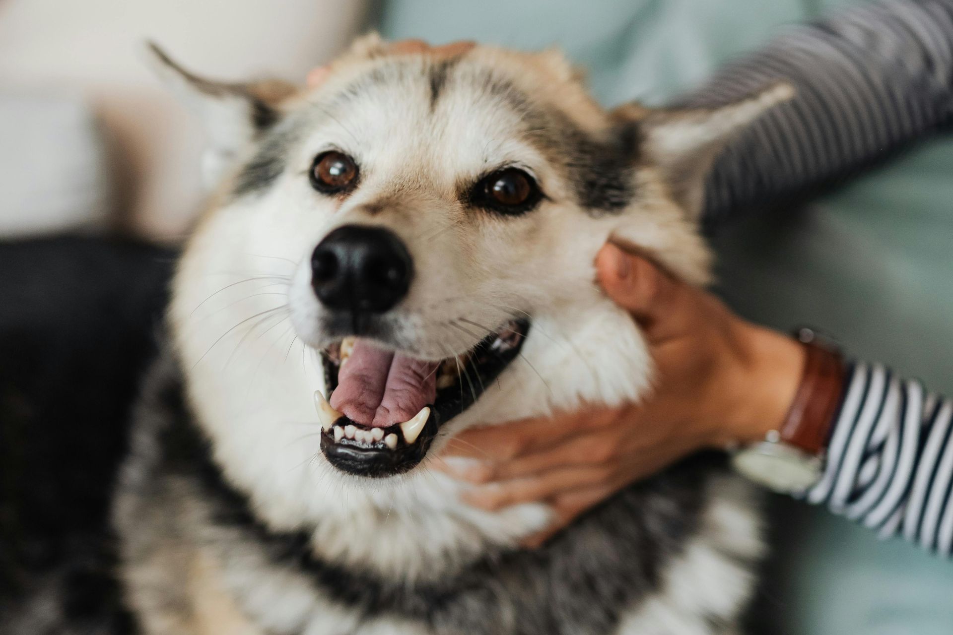 Dog Daycare in West New York