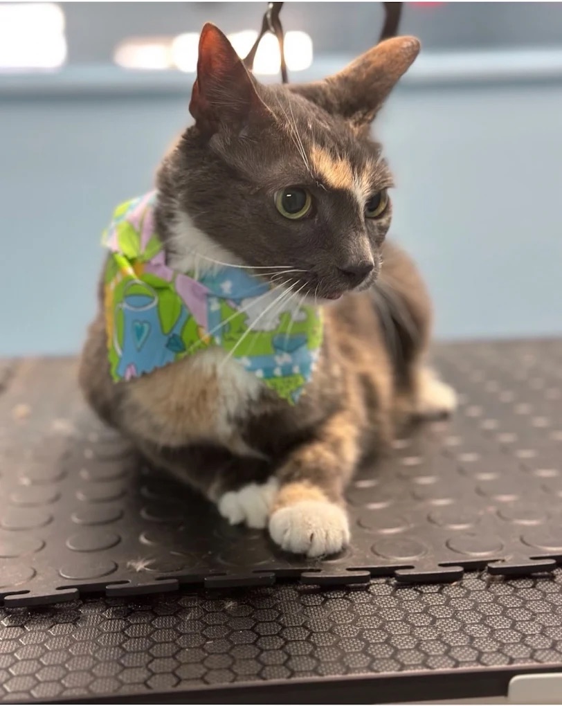 Dog grooming at Paws and Suds West New York