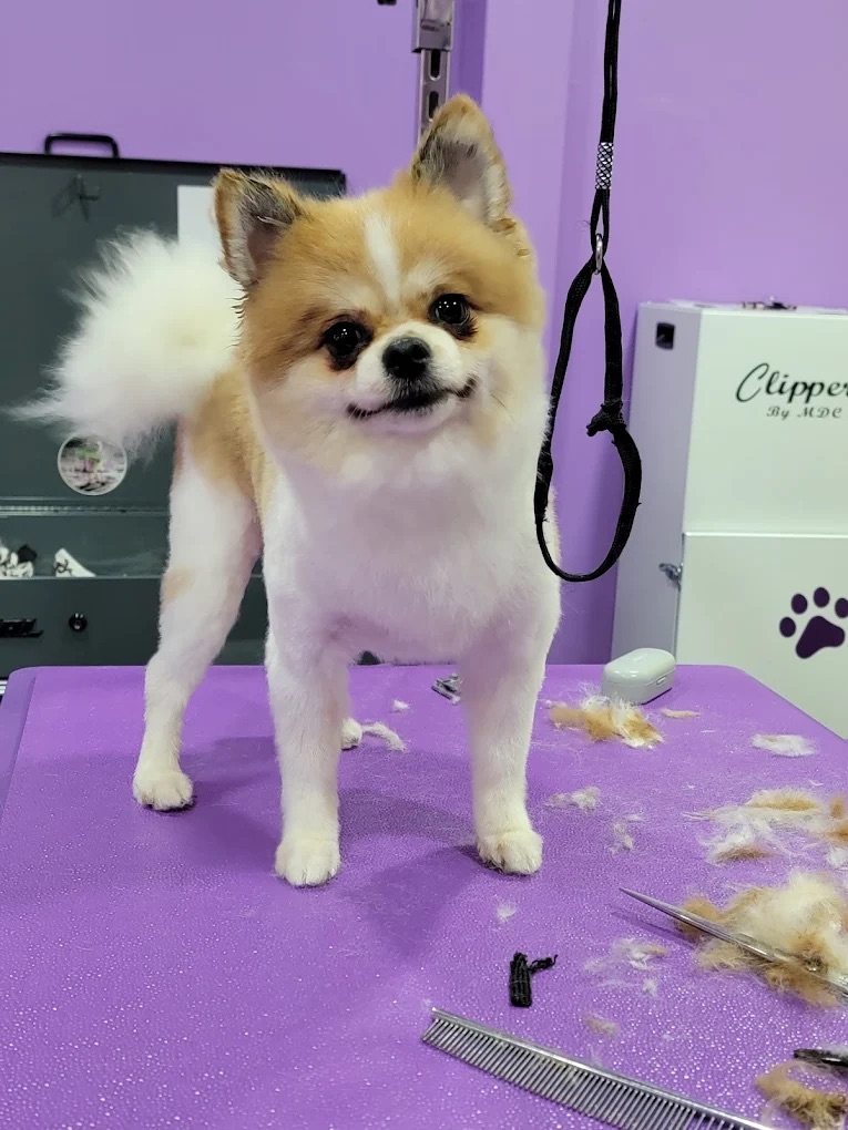 Paws and Suds Nail Trimming
