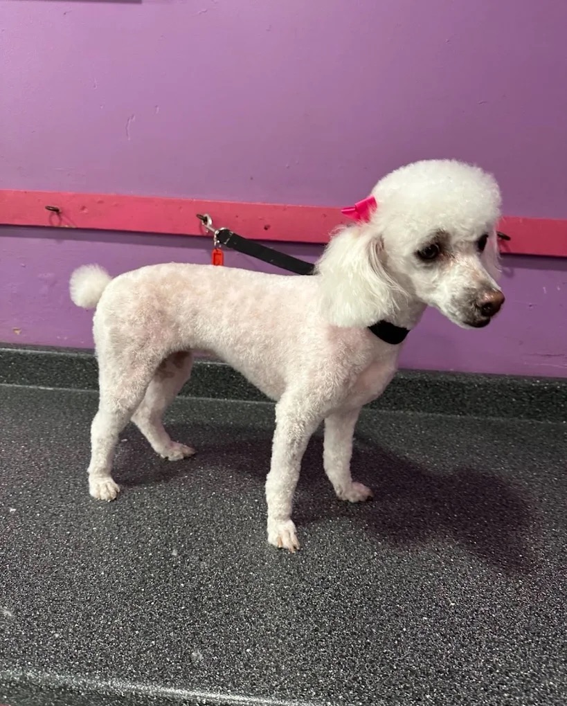 Dog grooming at Paws and Suds West New York
