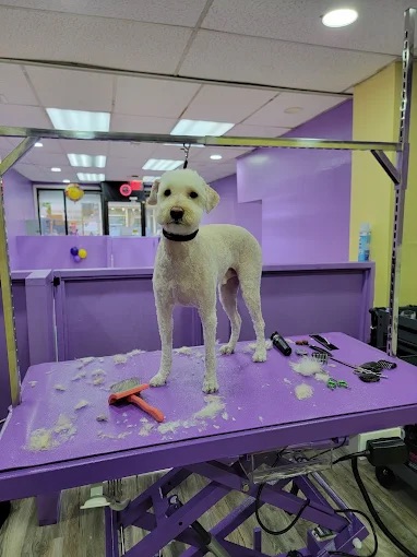 Full Dog Grooming West New York