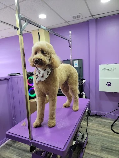 Dog grooming at Paws and Suds West New York
