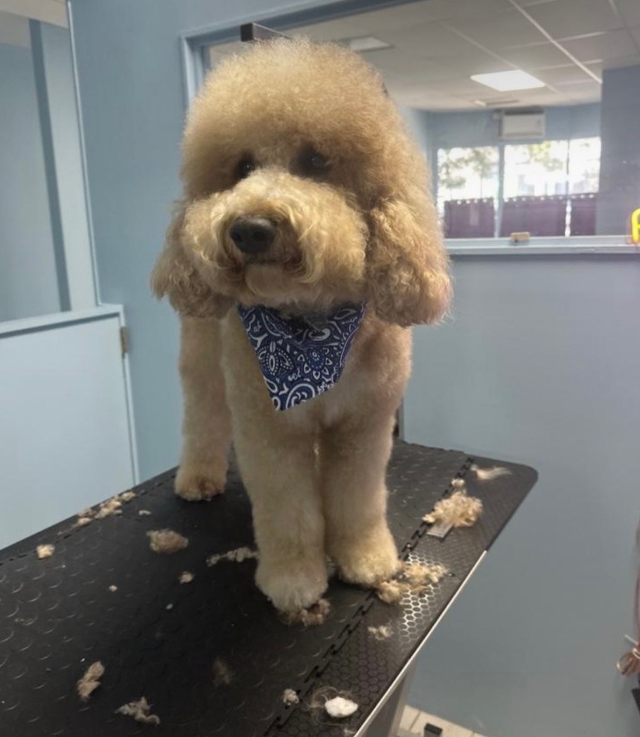 Yessenia at Paws and Suds dog grooming salon