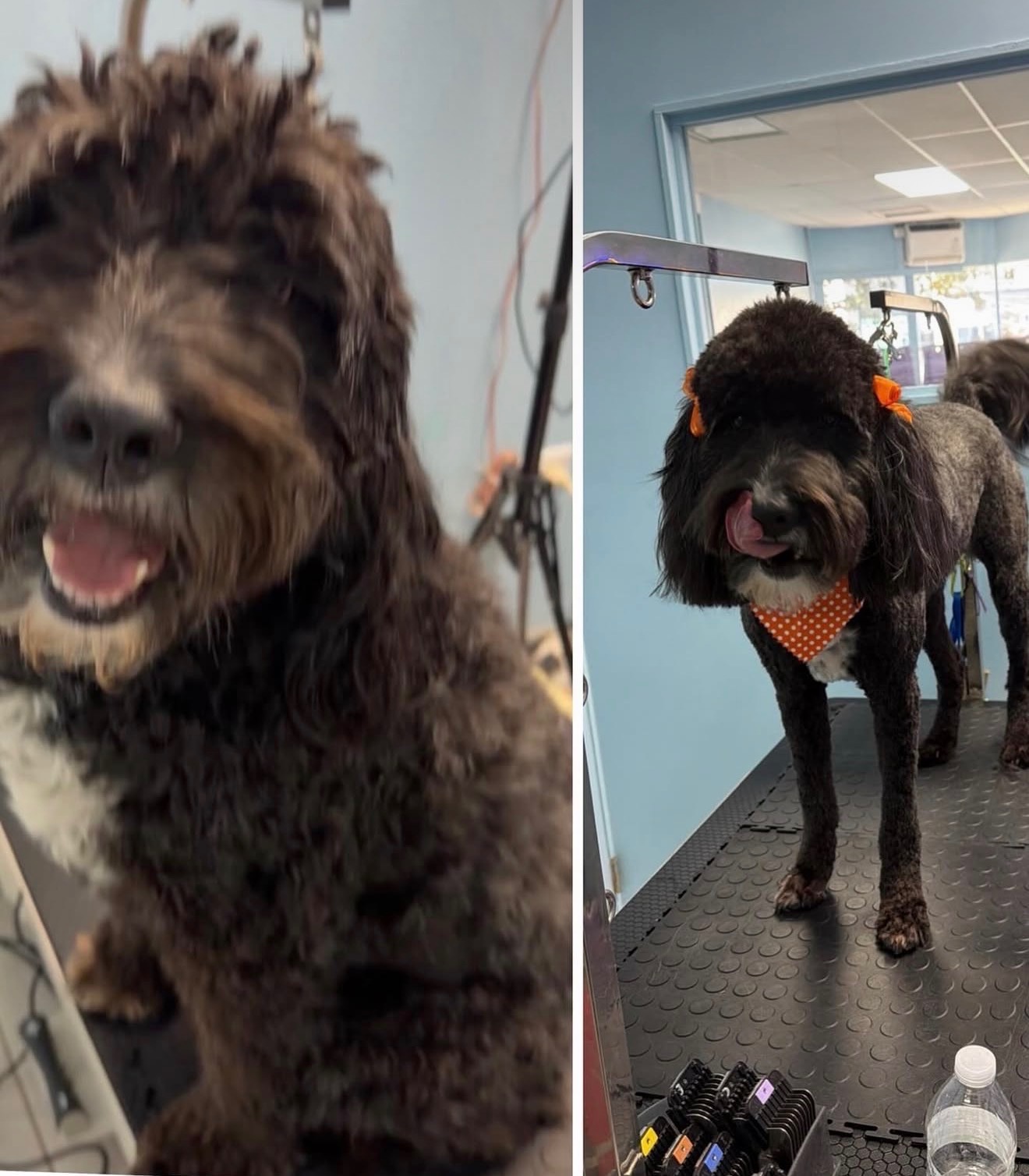 Dog grooming at Paws and Suds