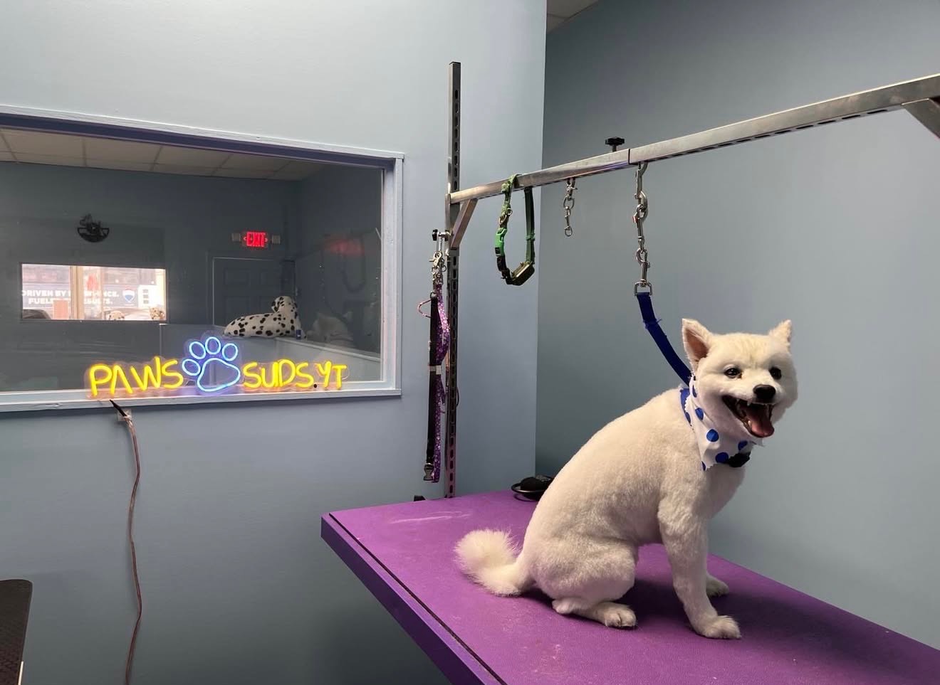 Dog grooming at Paws and Suds