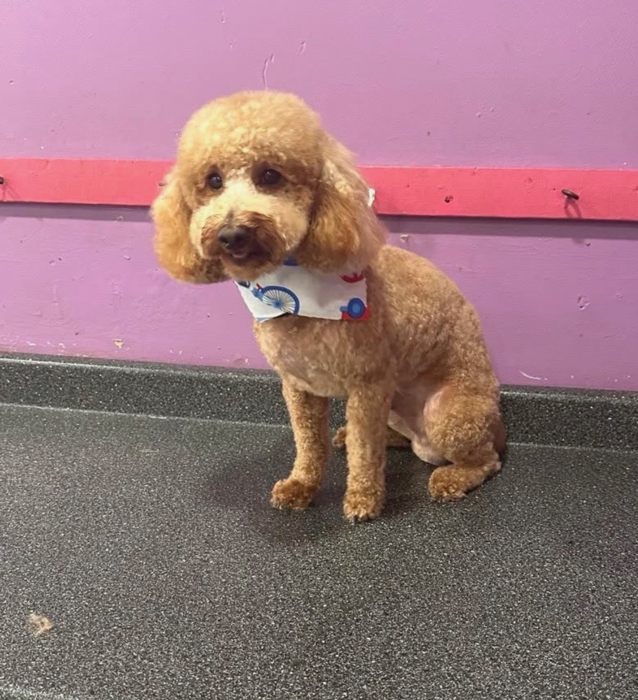Dog grooming at Paws and Suds